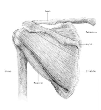 The Scoop on Medical Illustration – Lyon Road Art