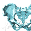 Pelvis Watercolor Print