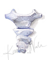 Coccyx Watercolor Print