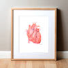 Anatomical Heart Watercolor Print