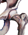 Hip Joint Anatomy Watercolor Print