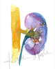 Bright Kidney Watercolor Print