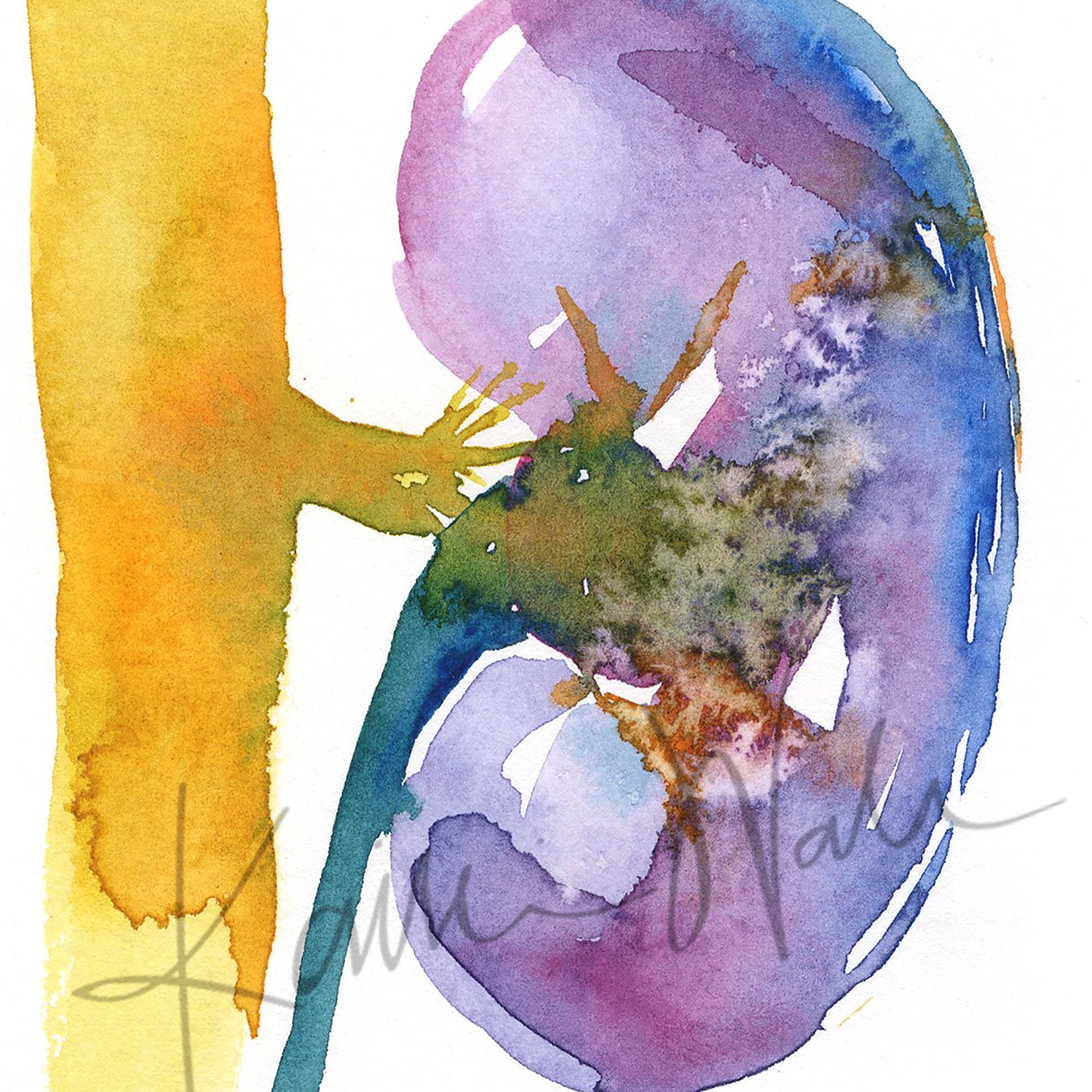 Bright Kidney Watercolor Print