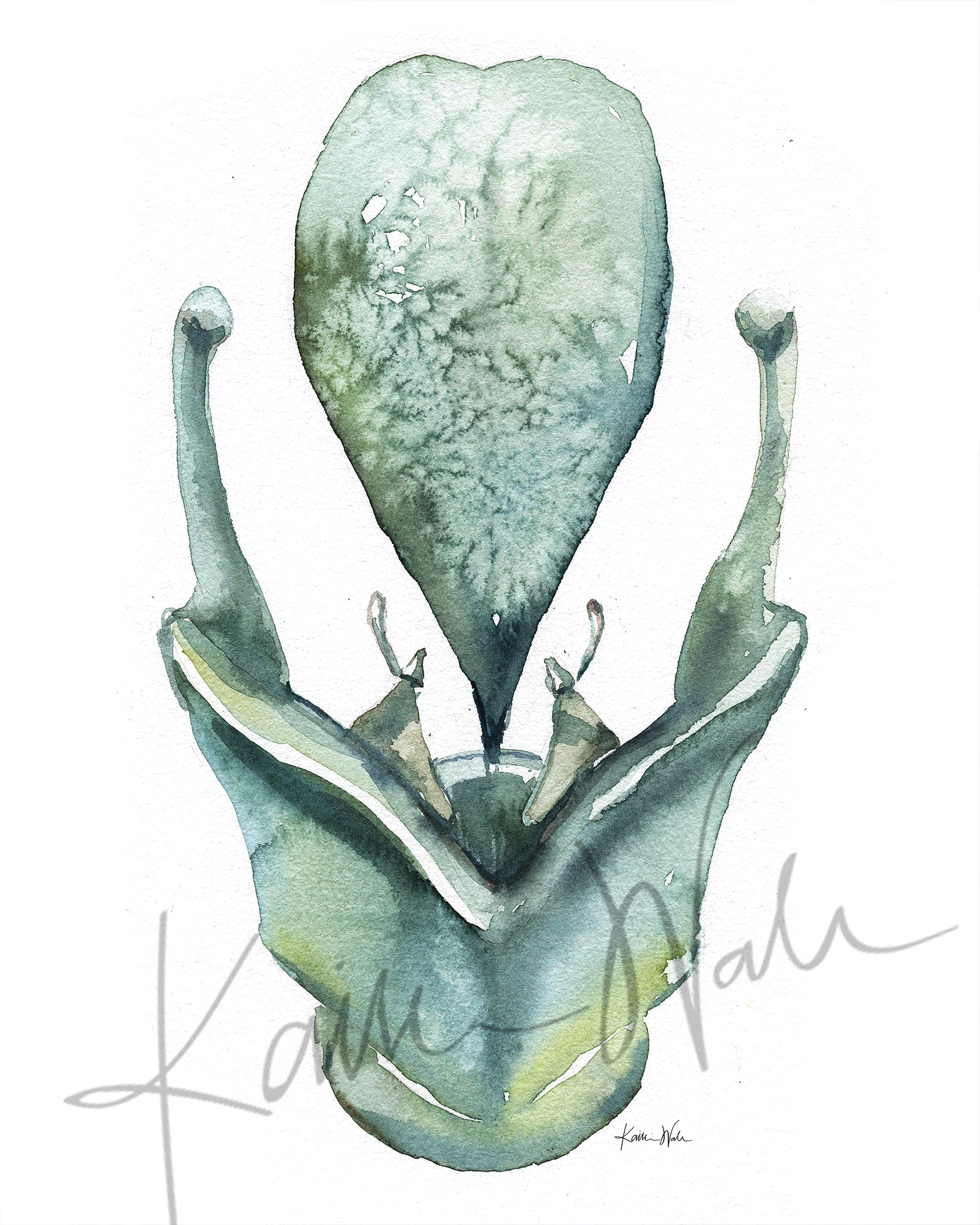 Cartilage of the Larynx Watercolor Print