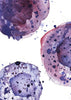 Mast Cells Watercolor Print