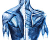 Muscles of the Back in Navy Watercolor Print