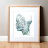 Profile of the Muscles of Facial Expression Watercolor Print