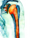 Orthopedic Hardware Watercolor Print Set