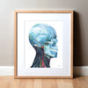 Skull and Neck Anatomy Right View Watercolor Print