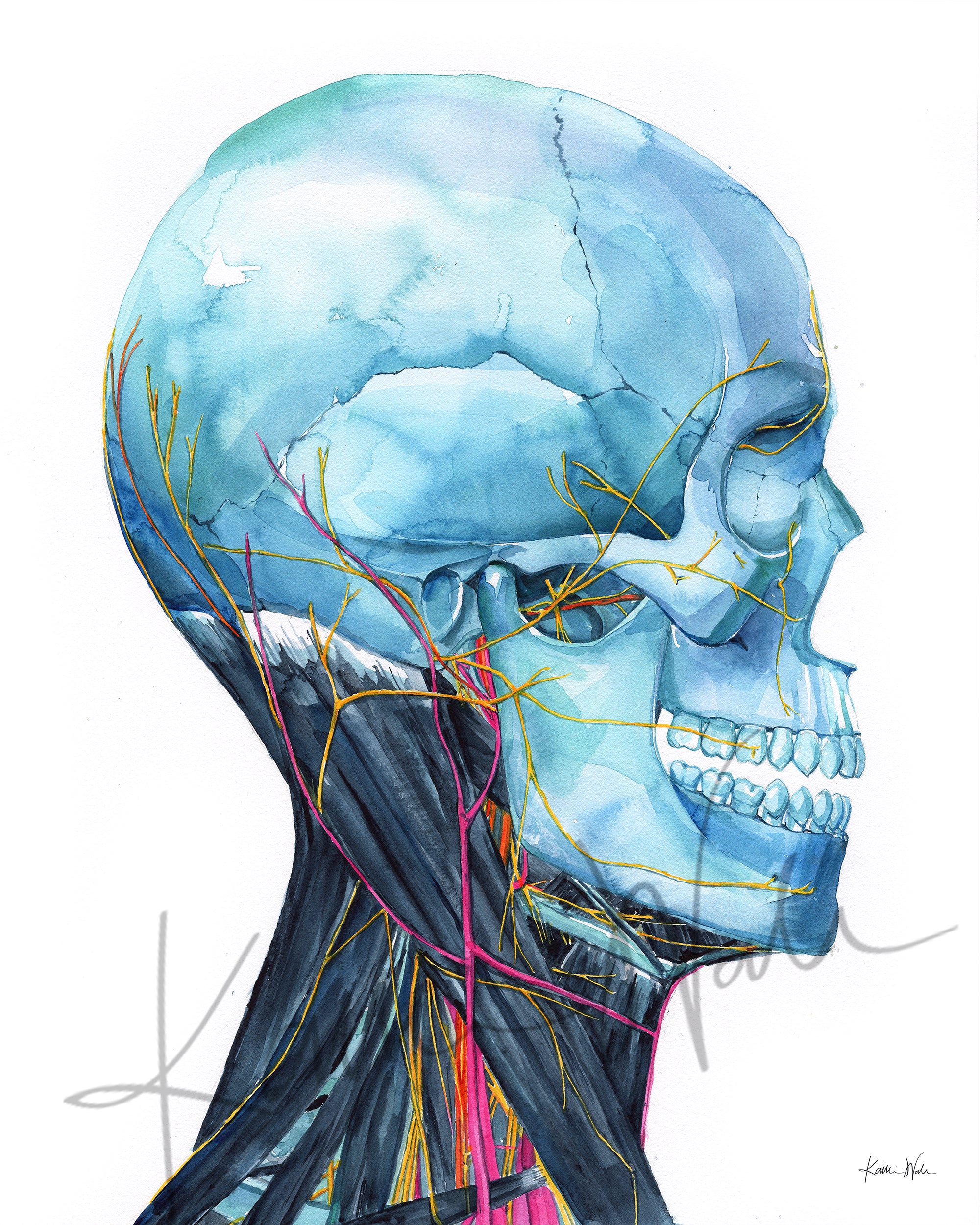 Skull and Neck Profile in Blue Watercolor Print