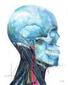 Skull and Neck Anatomy Right View Watercolor Print