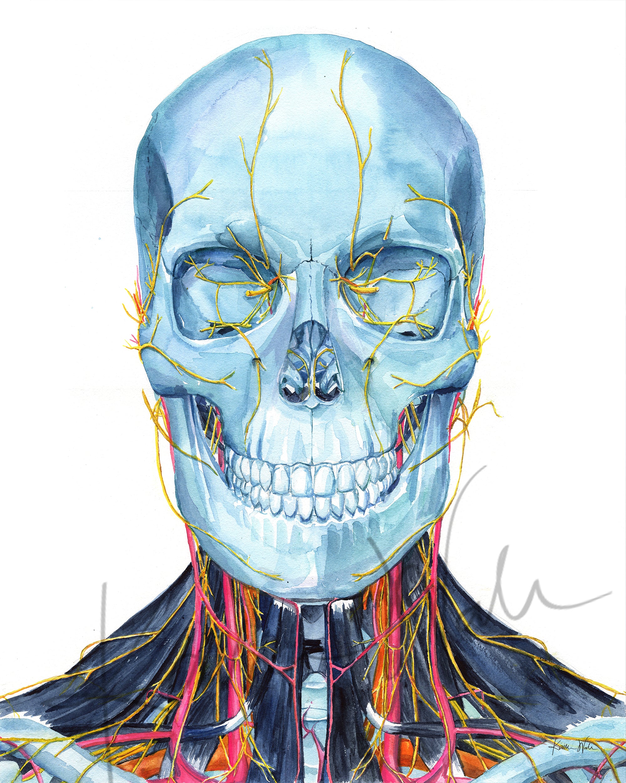 Skull and Neck Anatomy Watercolor Print Set of Three