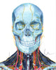 Skull and Neck Anatomy Watercolor Print Set of Three