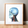 Skull and Neck Anatomy Left View Watercolor Print