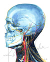 Skull and Neck Anatomy Left View Watercolor Print