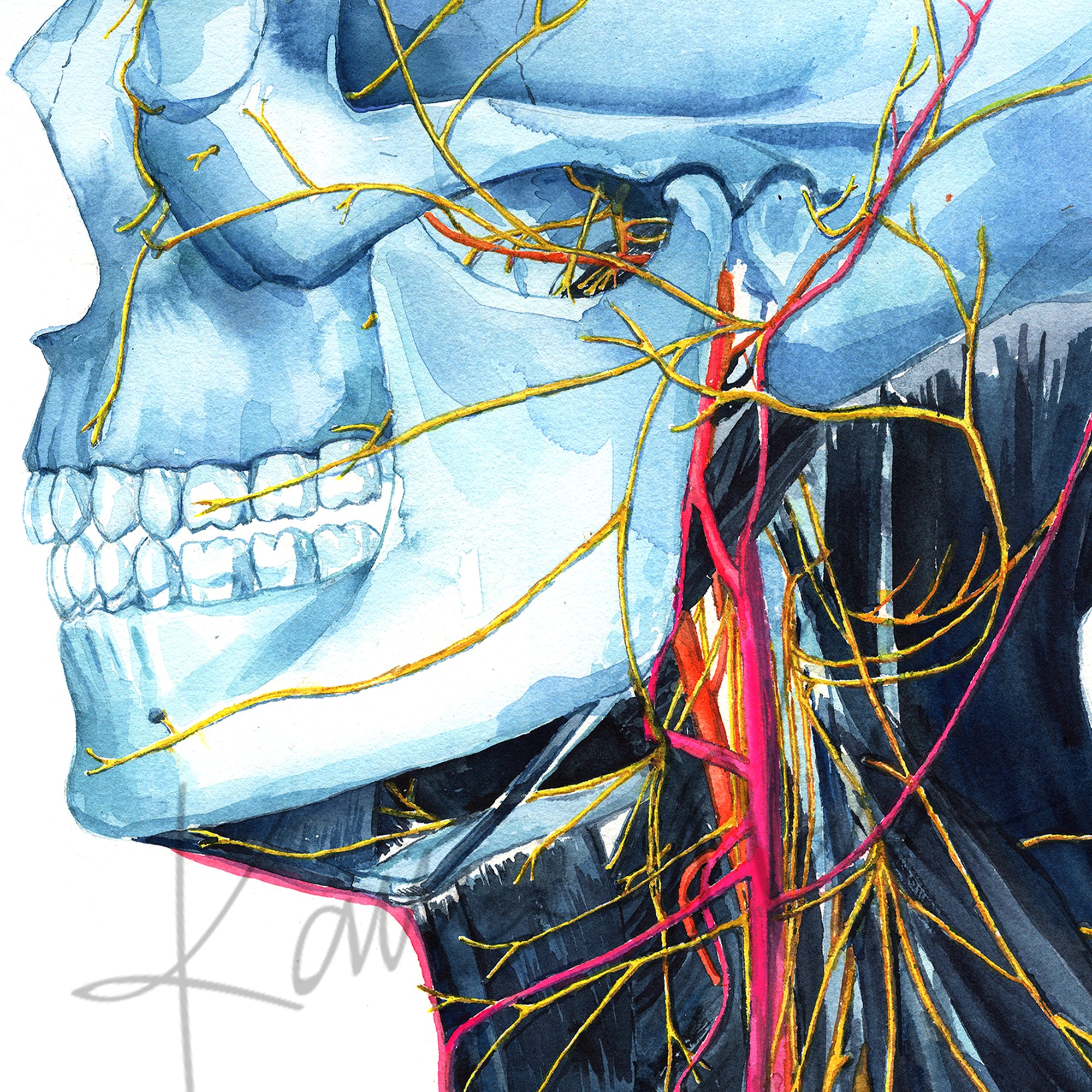 Skull and Neck Anatomy Watercolor Print Set of Three