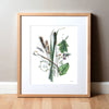 Framed watercolor painting of a collection of summer foraged items.