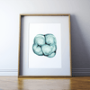 Molar In Aqua Ii Print Watercolor