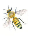 Bee Watercolor Print