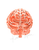 Brain In Clay Red Print Watercolor