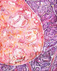 Breast Histology Watercolor Print