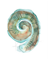 Cochlea Print Watercolor