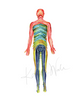 Body Systems Set In Red Blue And Green Watercolor Print