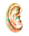 Ear Watercolor Print