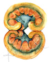 Unframed watercolor painting of a kidney dissection in yellows, oranges, and teals.