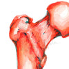 Femur Anatomy Print Watercolor