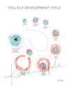 Unframed watercolor painting of a follicle development cycle in light teals, pinks and oranges.