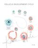 Unframed watercolor painting of a follicle development cycle in light teals, pinks and oranges.