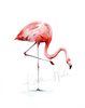 Flamingo Print Set Watercolor