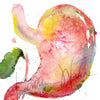 Zoomed in view of a watercolor painting of a stomach, duodenum, and gallbladder combination.