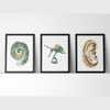 Ear Anatomy Print Set Watercolor