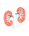 Kidney Print Watercolor