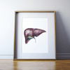 Liver Print Watercolor