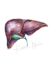 Liver Print Watercolor