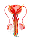 Male Reproductive Anatomy Print Watercolor