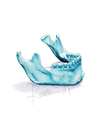 Lateral Mandible Print Watercolor