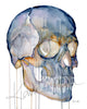 Unframed watercolor painting of a skull from a three quarter view.