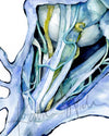 Unframed watercolor painting of a dissection showing the orbital nerves and surrounding anatomy in blues, teals, and greens.