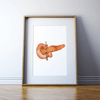 Anatomical Pancreas Print Watercolor