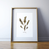 Rosemary Print Watercolor