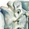 Sacrum Watercolor Print