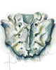 Sacrum Watercolor Print