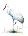 Sandhill Crane on One Foot Watercolor Print