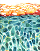 Skin Cells Watercolor Print