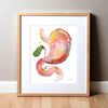 Framed watercolor painting of a stomach, duodenum, and gallbladder combination.