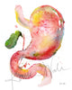 Unframed watercolor painting of a stomach, duodenum, and gallbladder combination.